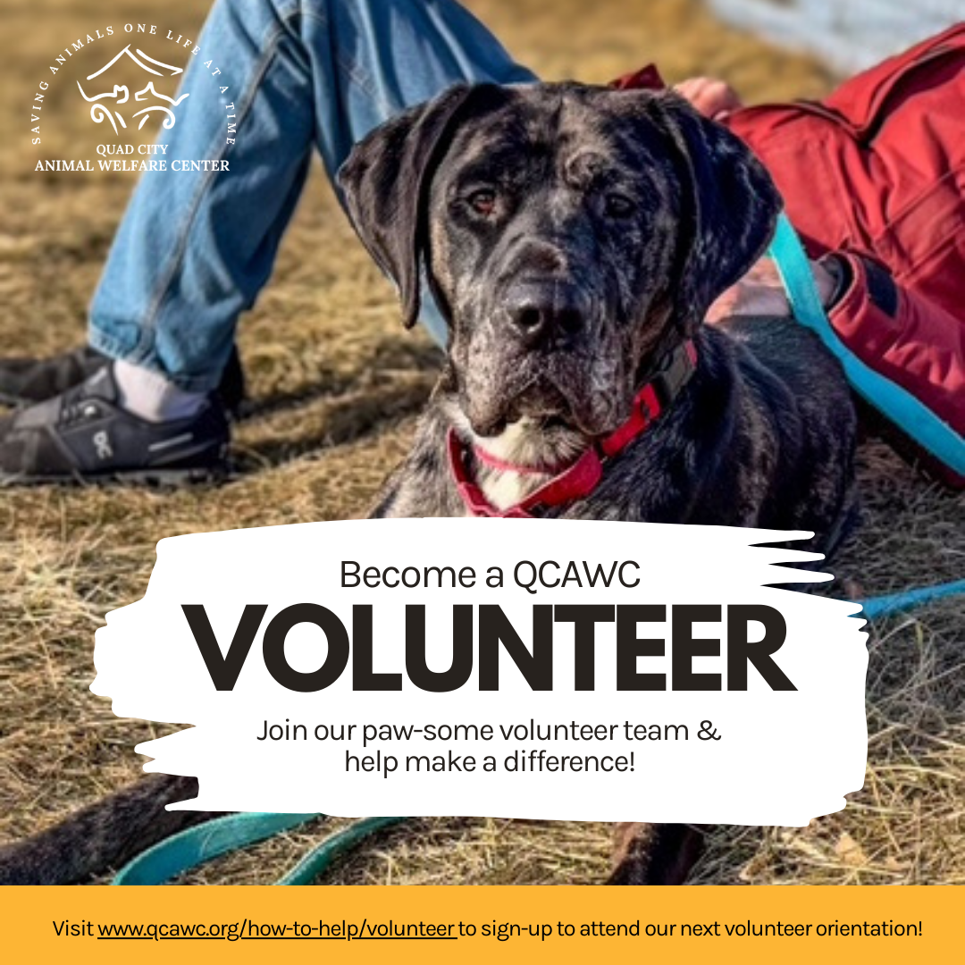 Volunteer orientation graphic ozzie